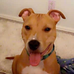 Meet your Posher, Ava